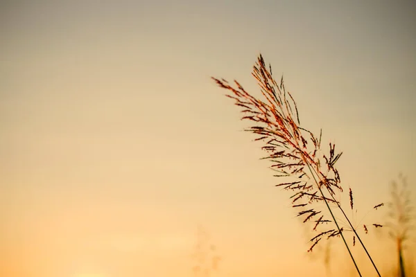 Grass Field Outdoor Countryside Background — Stock Photo, Image