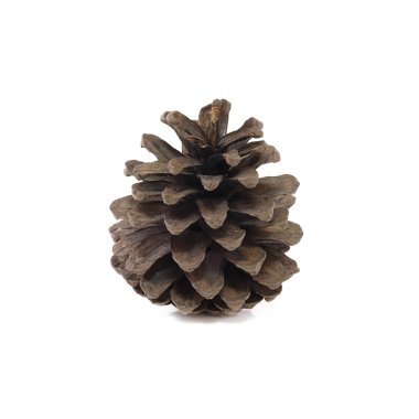 çam kozalakları izole üzerinde beyaz arka plan kapatmak