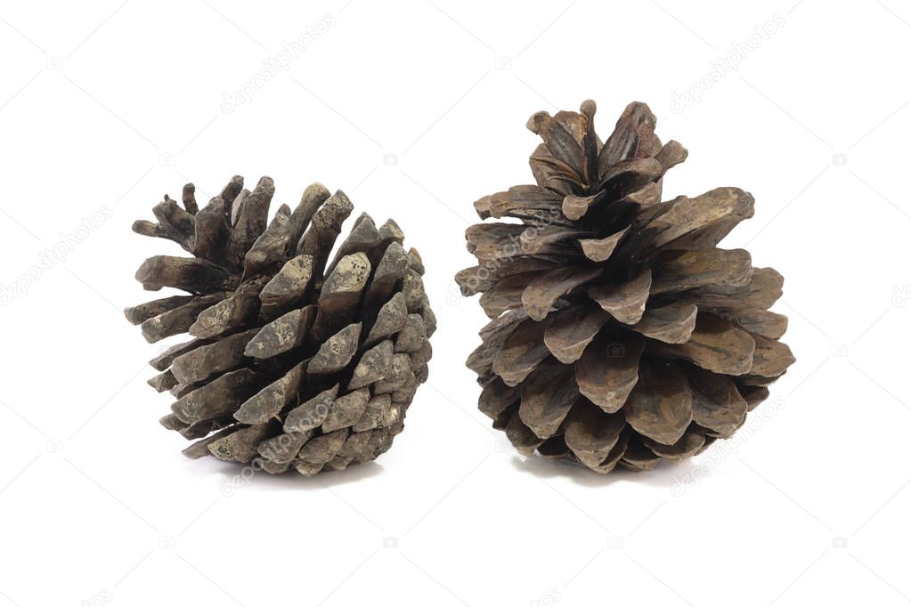pine cones close up isolated on white background