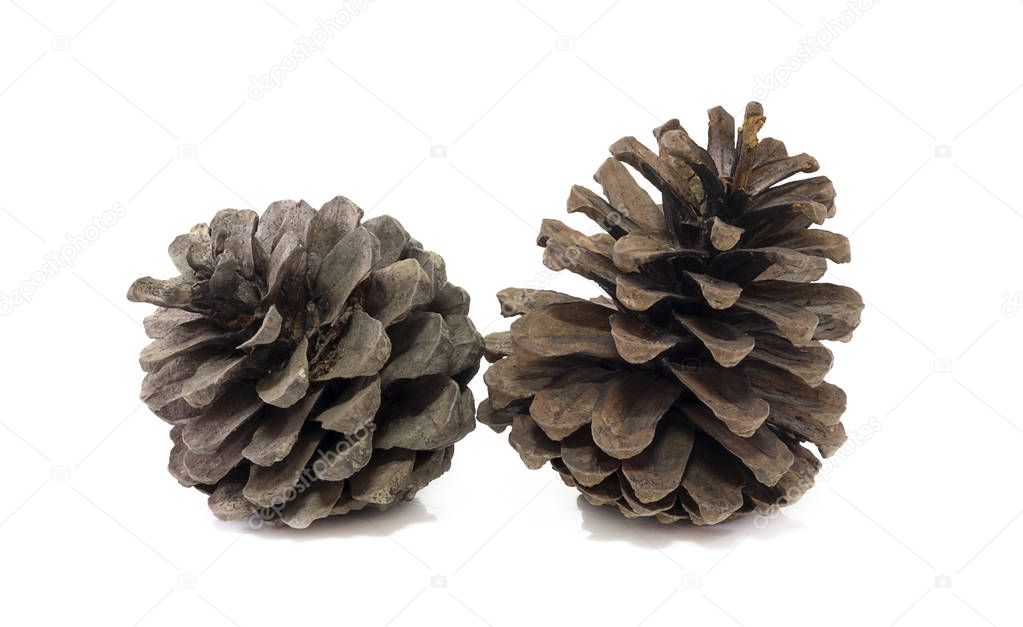 pine cones close up isolated on white background