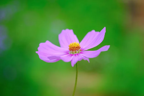 Jardim Cosmos Flor Fundo — Fotografia de Stock