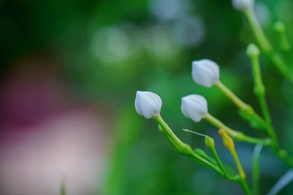 Gardenia Flower Close Backgroun — Stock Photo, Image