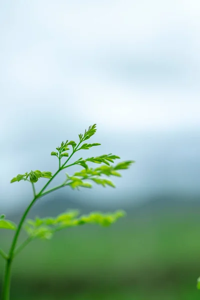 Levelek Közelről Háttérben — Stock Fotó