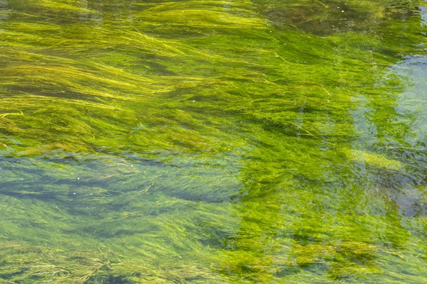 Green Freshwater Seaweed Looking Plant Growing Local Rivers Stream — Stock Photo, Image