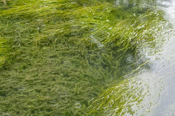 Alghe Verdi Che Crescono Nei Fiumi Nei Corsi Acqua Locali — Foto Stock