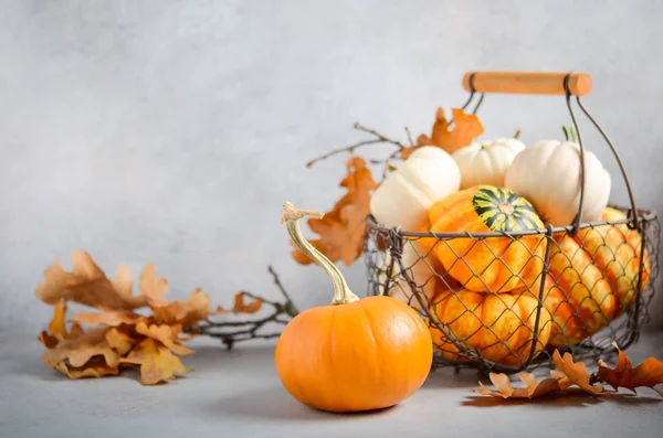Autumn Background Mini Pumpkins Basket Gray Concrete Background — Stock Photo, Image