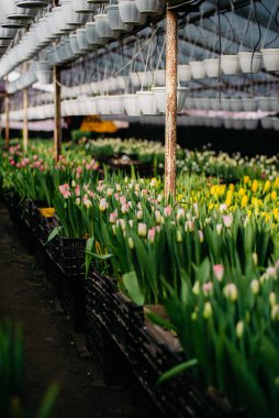 Düve lalelerin yetiştiği yerde.