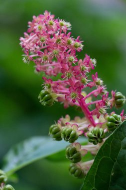 Aslanağızları, yaz çiçeği demet