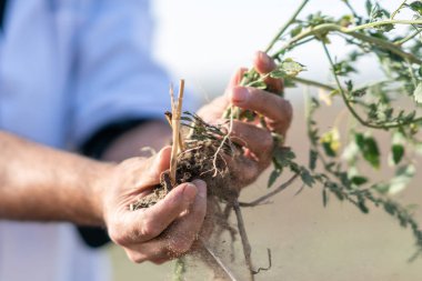 Küçük bitki fide kökleri ile holding ziraat mühendisi'nın eller