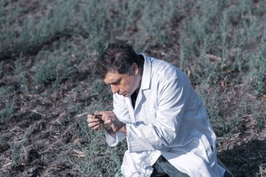 Küçük bitki fide kökleri ile tutarak ziraat mühendisi