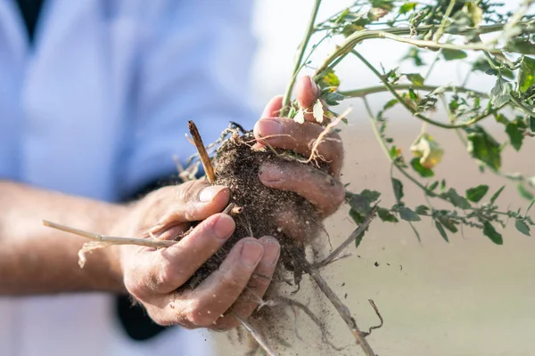 Les Mains Agronome Tenant Petit Plant Avec Des Racines — Photo