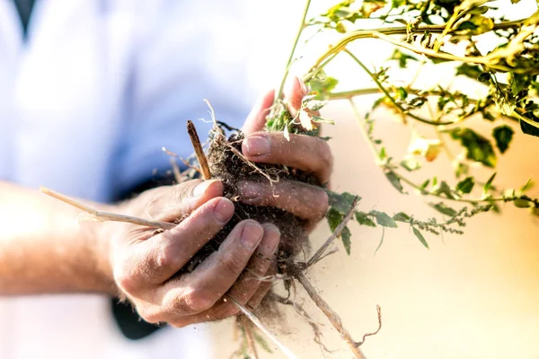 Les Mains Agronome Tenant Petit Plant Avec Des Racines — Photo