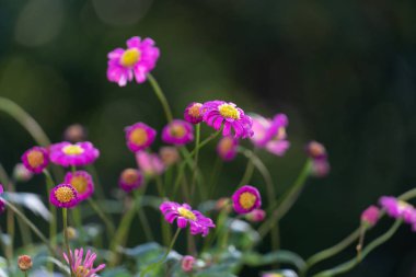 Küçük mor papatya. Seçici odak