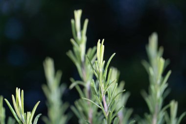 Rosmarinus officinalis, commonly known as rosemary, is a woody, perennial herb with fragrant, evergreen, needle-like leaves and white, pink, purple, or blue flowers, native to the Mediterranean region clipart