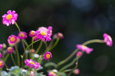 Küçük mor papatya. Seçici odak