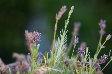 Lavanta bitki. Lavandula bilinen türlerin 47: çiçekli bitkiler nane Aile, Ballıbabagiller familyasından