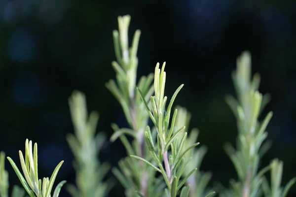 Rosmarinus Officinalis Commonly Known Rosemary Woody Perennial Herb Fragrant Evergreen — Stock Photo, Image