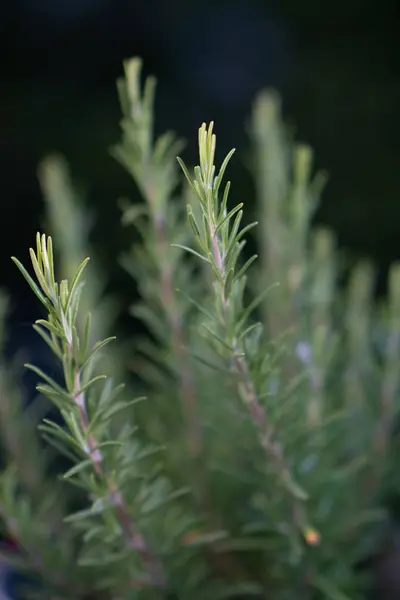 Rosmarinus Officinalis Comumente Conhecido Como Alecrim Uma Erva Lenhosa Perene — Fotografia de Stock