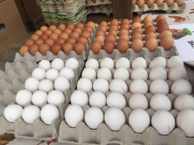 Karton tavuk çiftliğinde yumurta