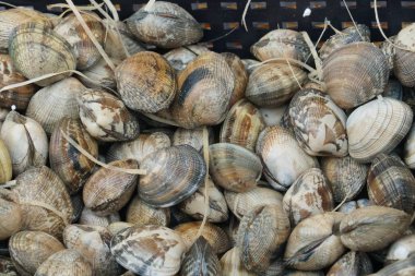 Çiğ istiridye kabukları balık pazarında Satılık