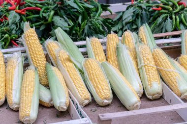 Corncobs, cob Mısır veya mısır koçanı üzerinde olarak da bilinir