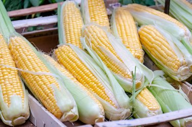 Corncobs, cob Mısır veya mısır koçanı üzerinde olarak da bilinir