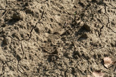 Kuru toprak toprak çorak arazi ve kuraklık