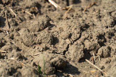 Arazi çorak ve kuraklık