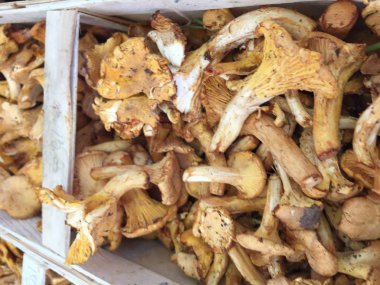 Yığın taze Cantharellus cibarius mantar