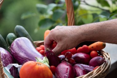 Patlıcan, kabak, havuç ve arpacık soğanı dolu bir hasır sepetten kiraz domates toplama