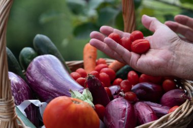 Patlıcan, kabak, havuç ve arpacık soğanı dolu bir hasır sepetten kiraz domates toplama