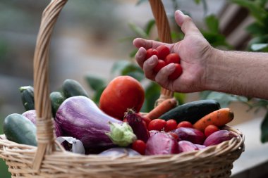 Patlıcan, kabak, havuç ve arpacık soğanı dolu bir hasır sepetten kiraz domates toplama
