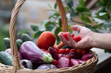 Patlıcan, kabak, havuç ve arpacık soğanı dolu bir hasır sepetten kiraz domates toplama