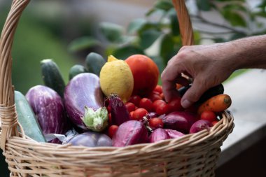 Hasır sepet taze ve olgun çiftlik sebze dolu: patlıcan, kabak, havuç, domates, limon ve arpacık
