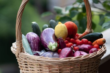 Taze ve olgun çiftlik sebzeleri