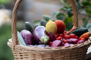 Taze ve olgun çiftlik sebzeleri