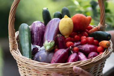 Taze ve olgun çiftlik sebzeleri