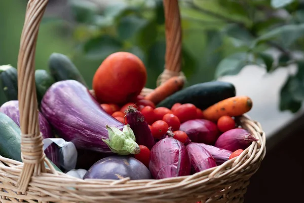 Weidenkorb Voller Auberginen Zucchini Karotten Tomaten Und Schalotten — Stockfoto