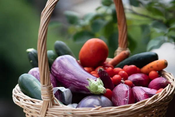 Wicker Basket Full Aubergines Zucchini Carrots Tomatoes Shallots — Stock Photo, Image