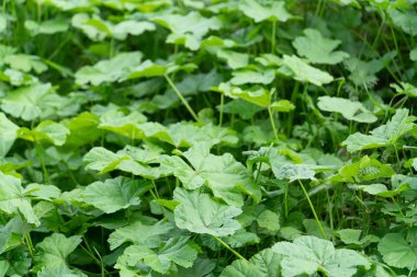Yabani cheeseweed veya ebegümeci (malva sylvestris) yaprakları
