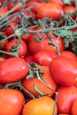 taze domates yığını