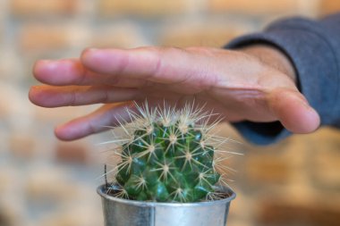 İnsan eli dikenli, sulu bir bitkiye dokunuyor. Tehlike ya da kendine zarar verme kavramı. Önplana odaklan