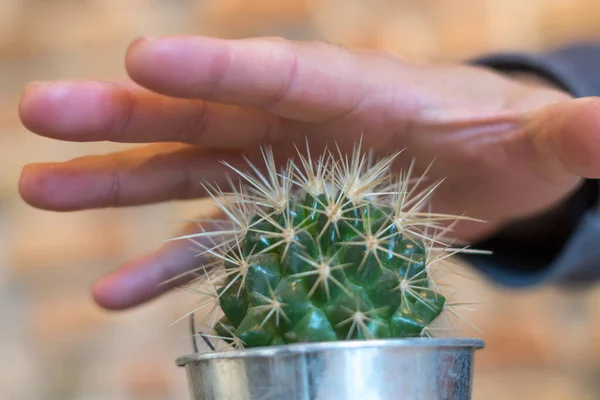 Main Humaine Touchant Une Plante Épineusement Succulente Concept Danger Automutilation — Photo