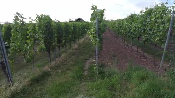 Vignobles Dans Région Bade Wrttemberg Dans Sud Ouest Allemagne Wrttemberg — Video