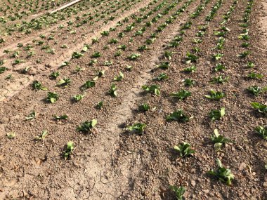 Bereketli tarım tarlaları