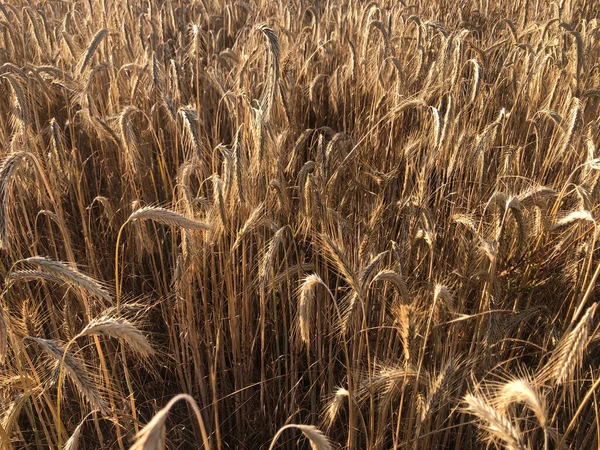 Espigas Trigo Dorado Campo — Foto de Stock