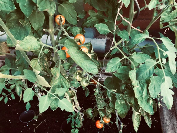 Piante Pomodoro Fresche Rosse — Foto Stock