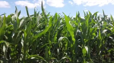 Tarlada yüksek ve yeşil mısır sapları