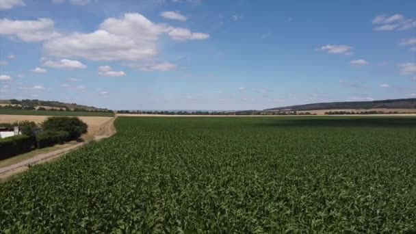 Hoge Groene Stengels Van Groene Maïs Het Veld — Stockvideo