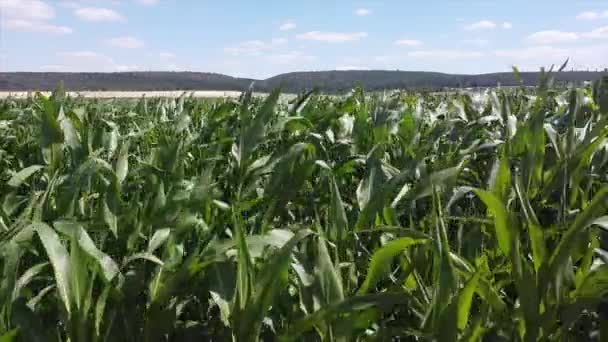 Tallos Altos Verdes Maíz Verde Campo — Vídeo de stock